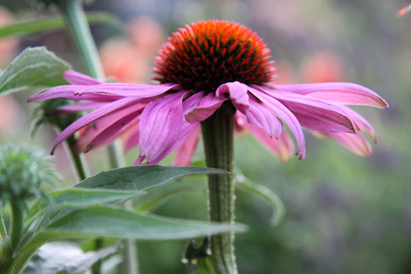 echinacea